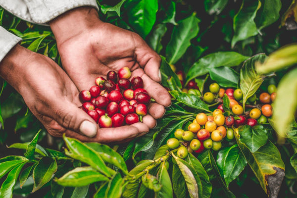 Exploring the World of Specialty Coffee: What Sets It Apart?